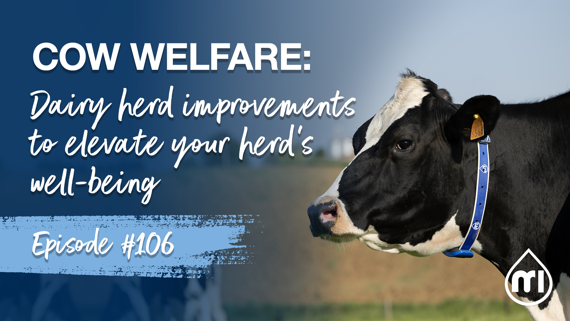 Cow welfare: dairy herd improvements to elevate your herd’s well-being