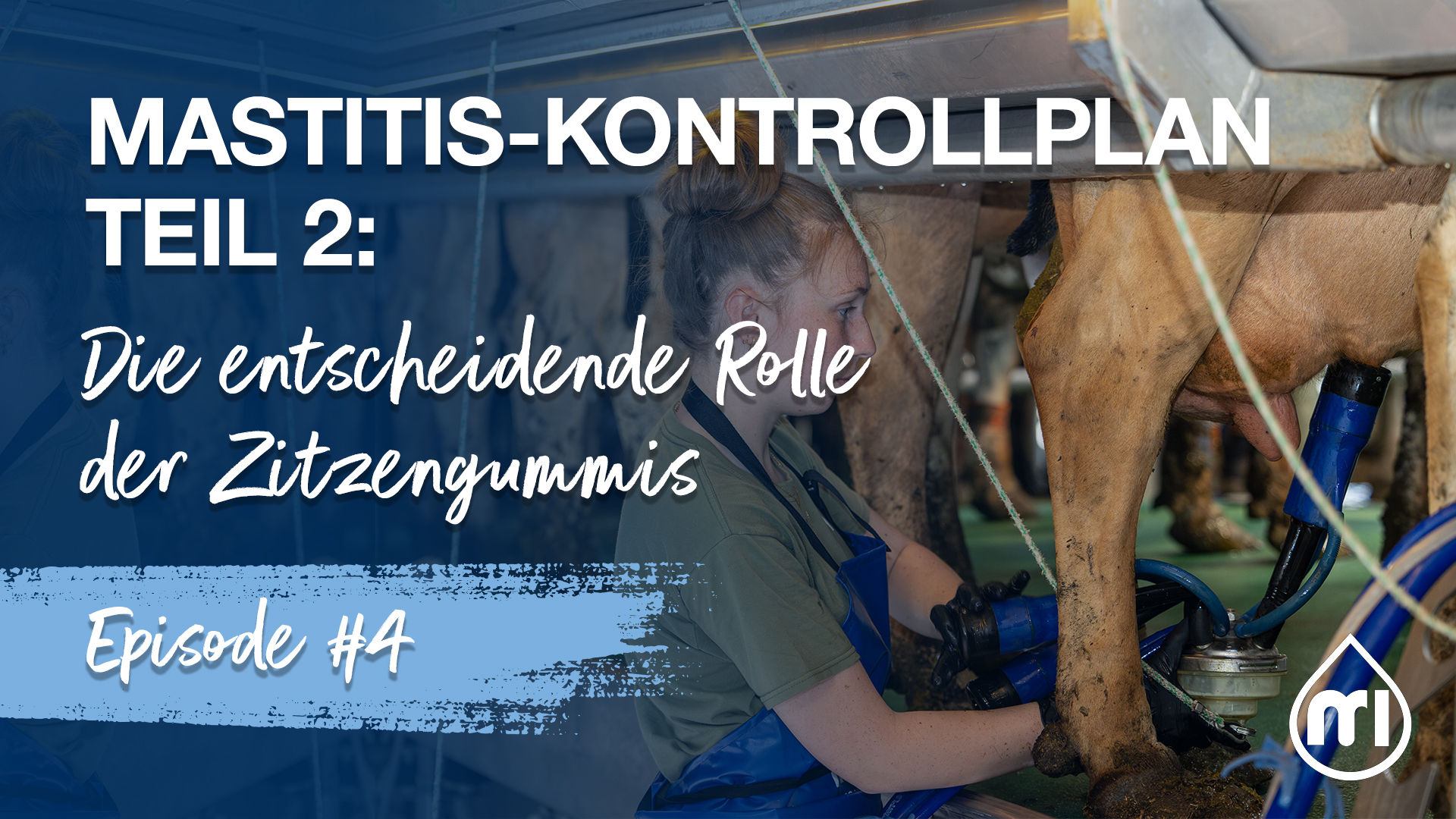 Mastitis-Kontrollprotokoll Teil 2: Die entscheidende Rolle der Zitzengummis 