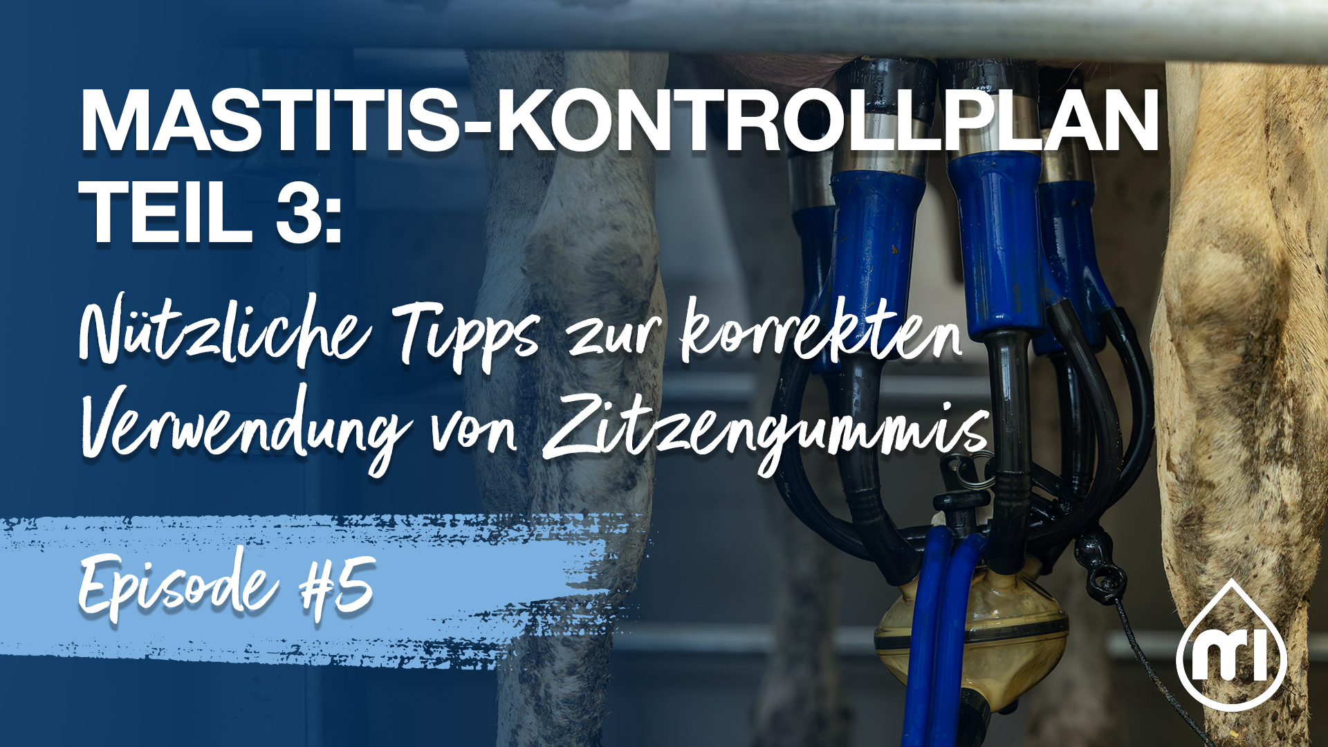 Mastitis-Kontrollplan Teil 3: Nützliche Tipps zur korrekten Verwendung von Zitzengummis
